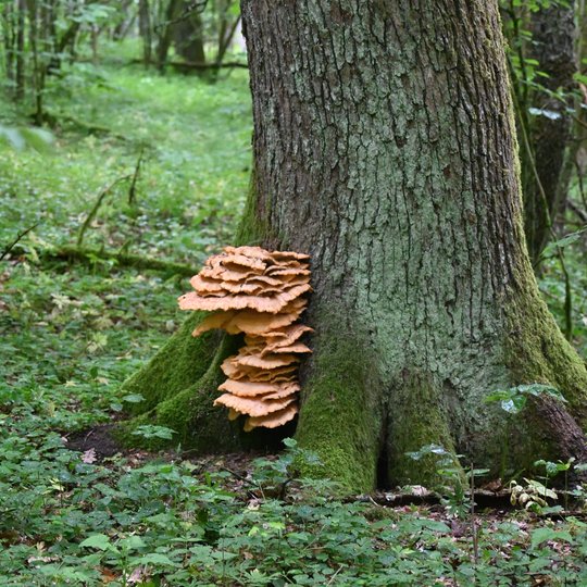 Iliustracija