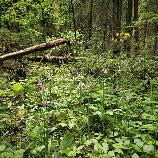 Aukštosios gegūnės aliuviniuose miškuose