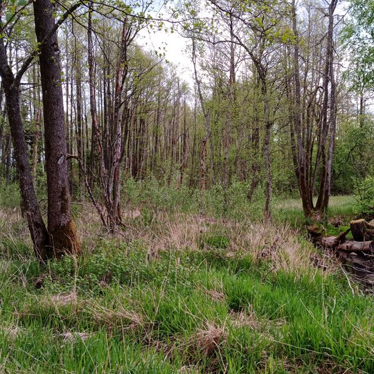 Aliuvinių miškų fragmentas