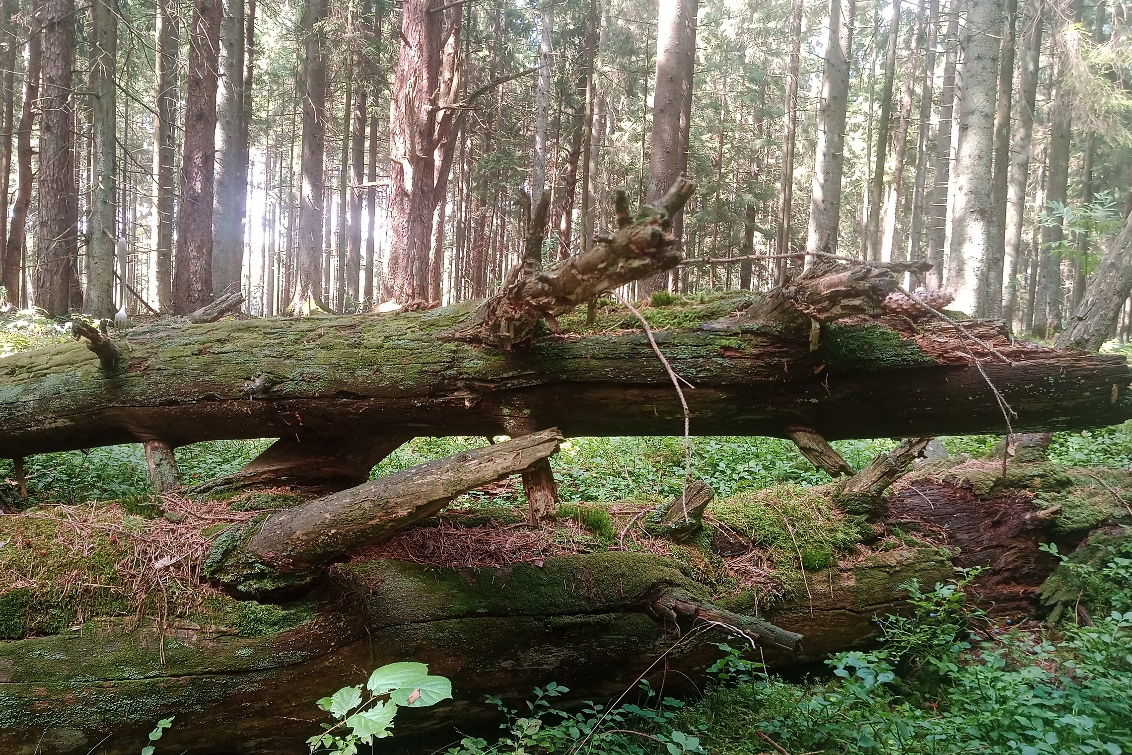 miškas, nuvirtęs puvantis medis