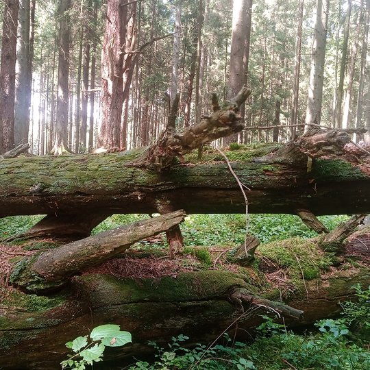 miškas, nuvirtęs puvantis medis