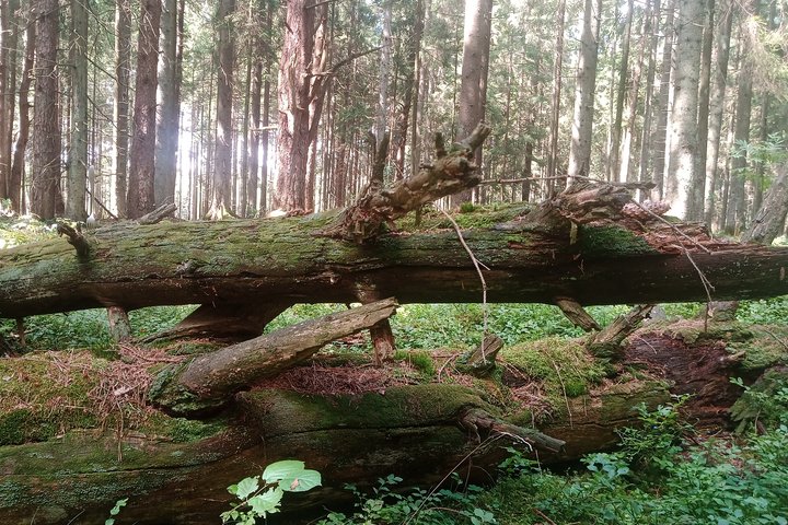 miškas, nuvirtęs puvantis medis