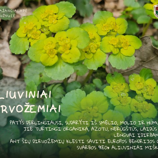 Iliustracija