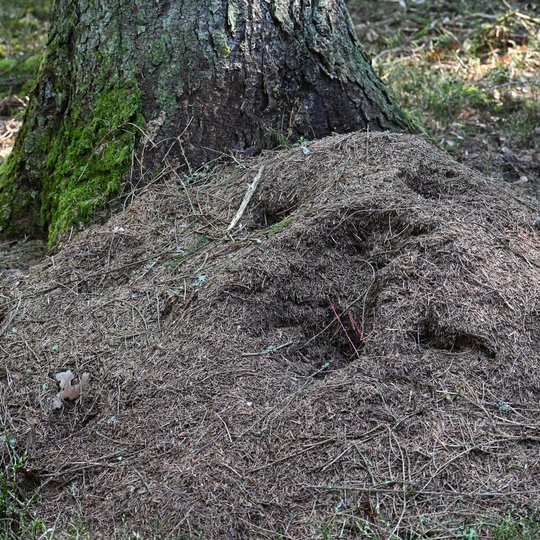 Iliustracija