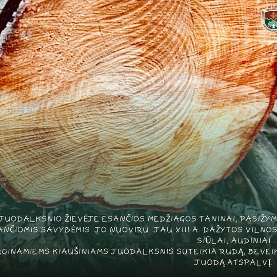 iliustracinė nuotrauka