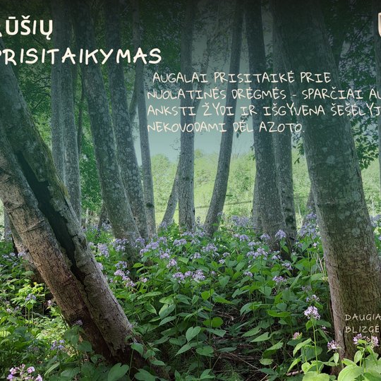 Iliustracija