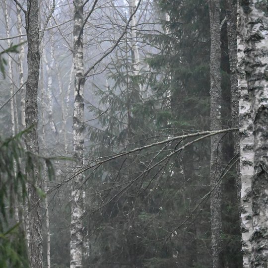 Iliustracija