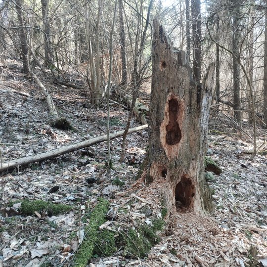 Iliustracija