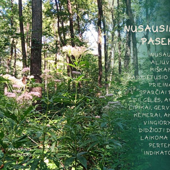 Iliustracija