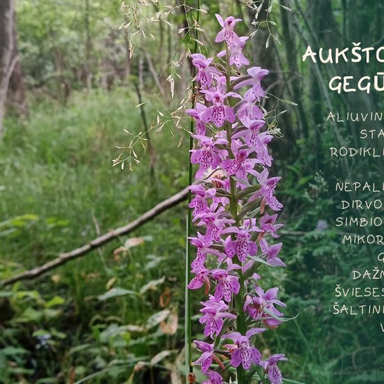 Iliustracija