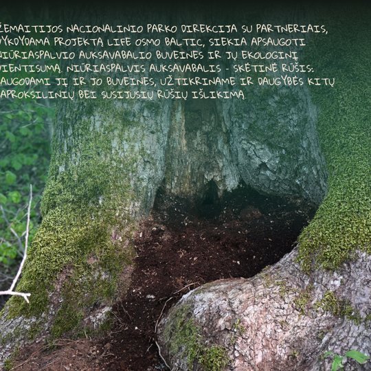 Iliustracija