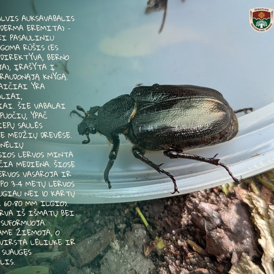 Iliustracija