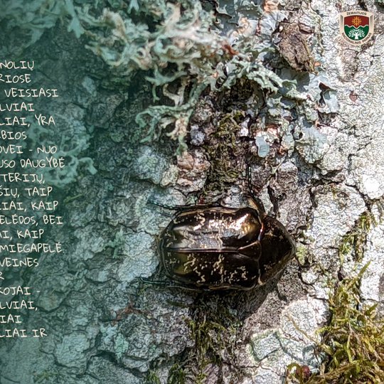 Iliustracija