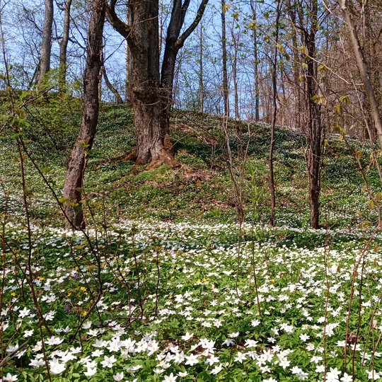 Iliustracija