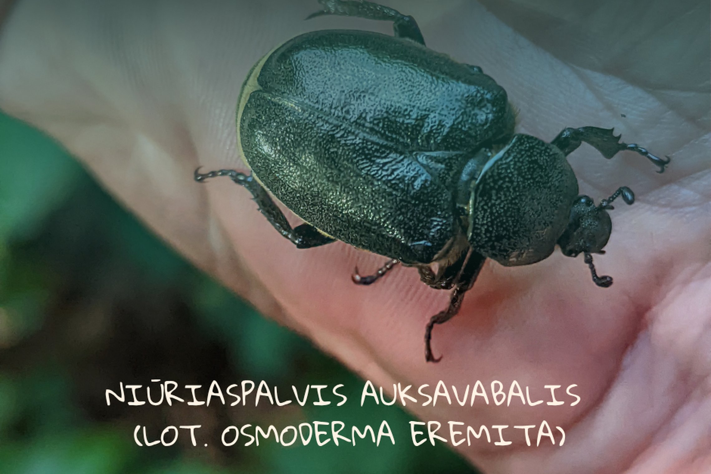 Iliustracija