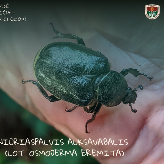 Iliustracija