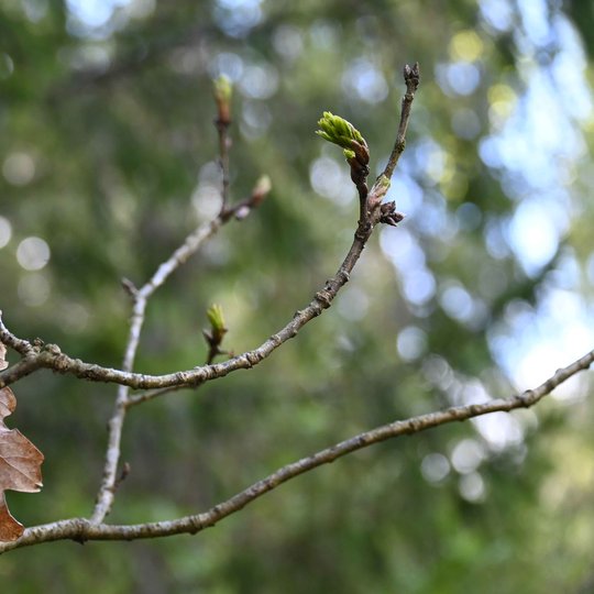 Iliustracija