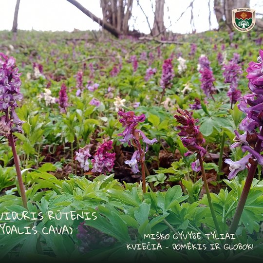 Iliustracija
