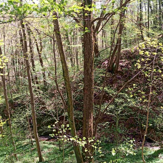 Iliustracija