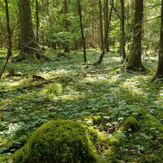 Iliustracija