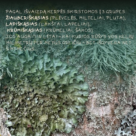 Iliustracija