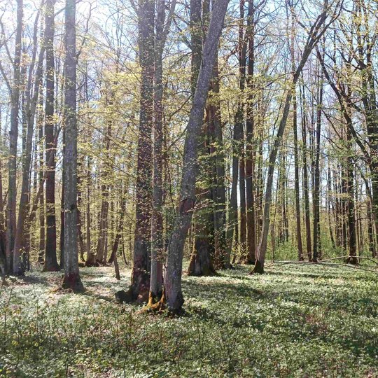 Iliustracija