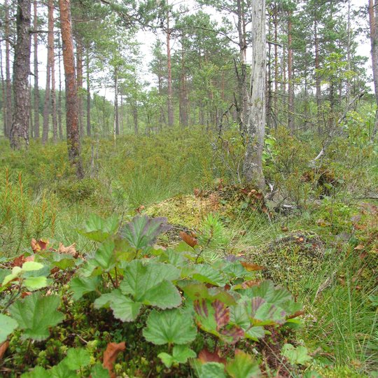 Iliustracija