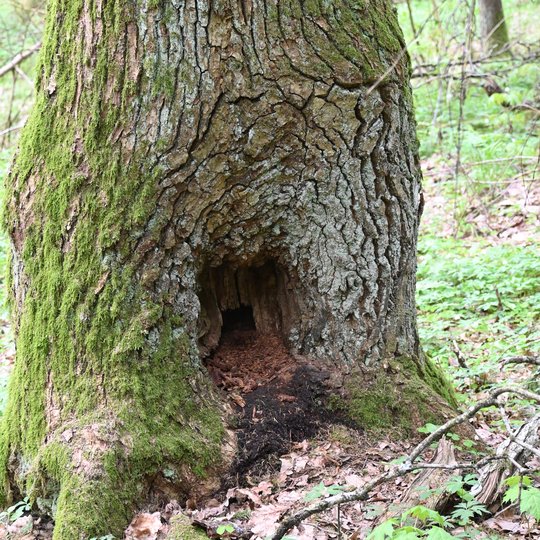 Iliustracija