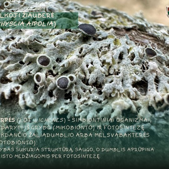 Iliustracija