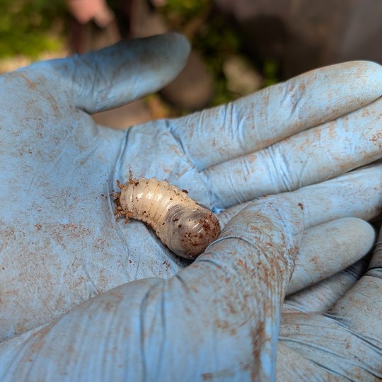 Iliustracija