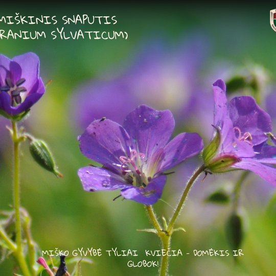 Iliustracija