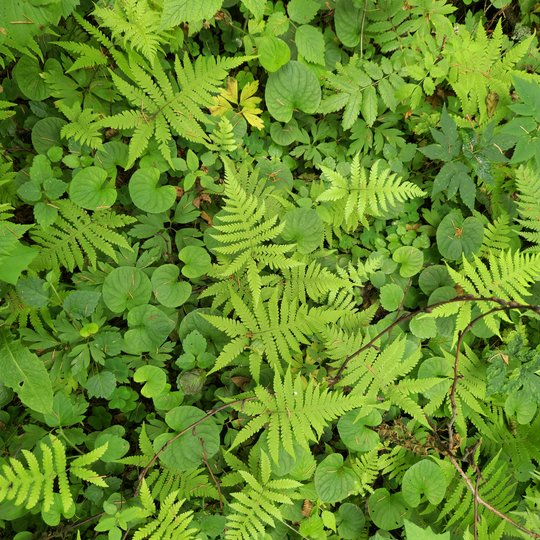 Iliustracija