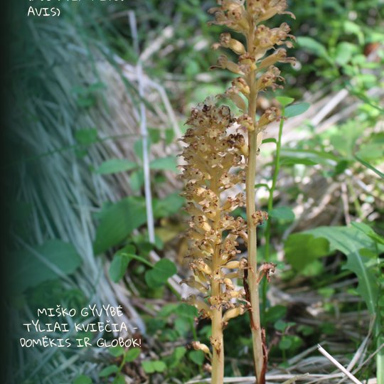 Iliustracija