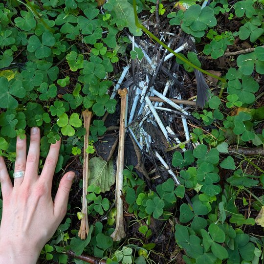 Iliustracija