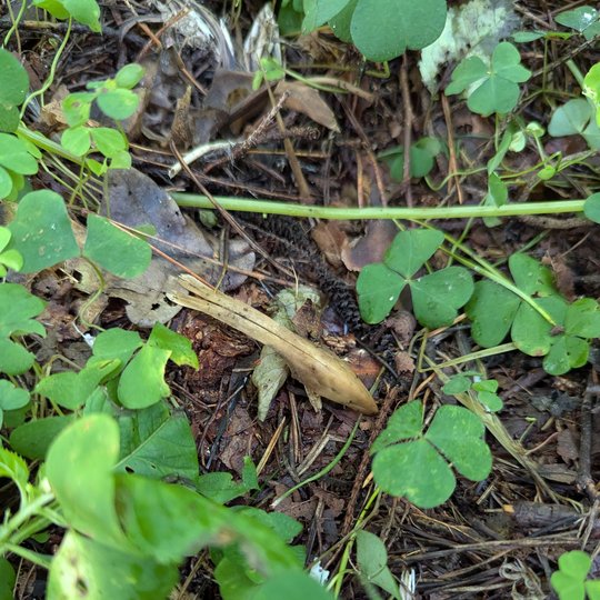 Iliustracija