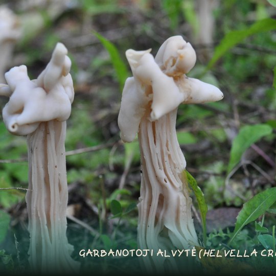 Iliustracija