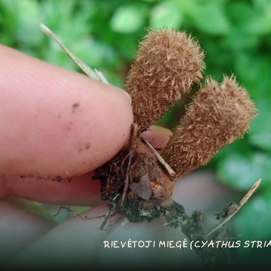 Iliustracija