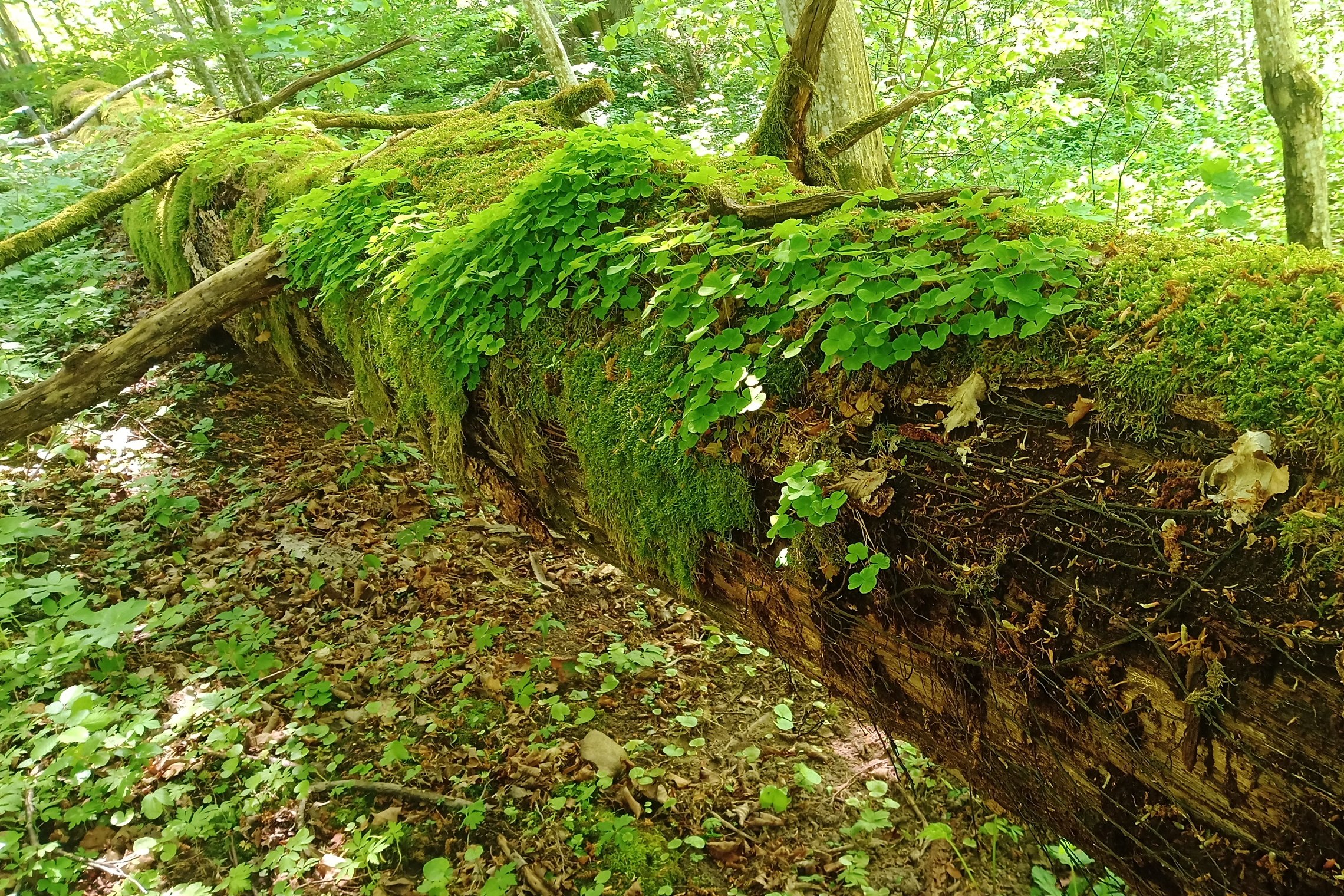 Iliustracija