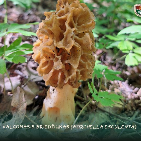 Iliustracija