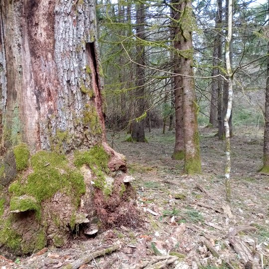 Iliustracija