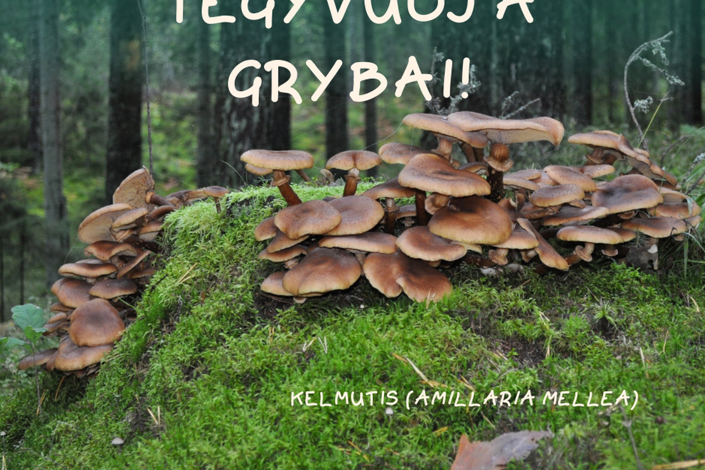 Iliustracija