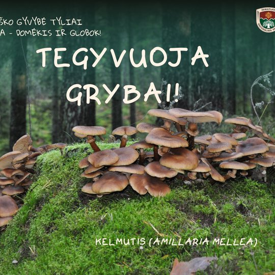 Iliustracija