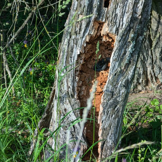 Iliustracija