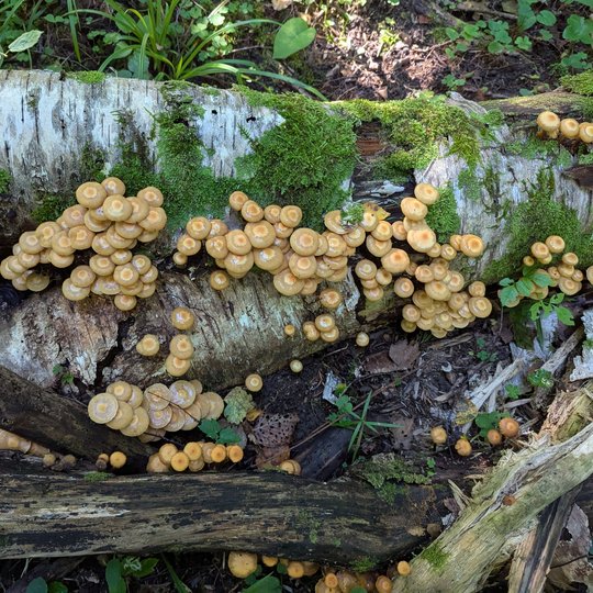 Iliustracija