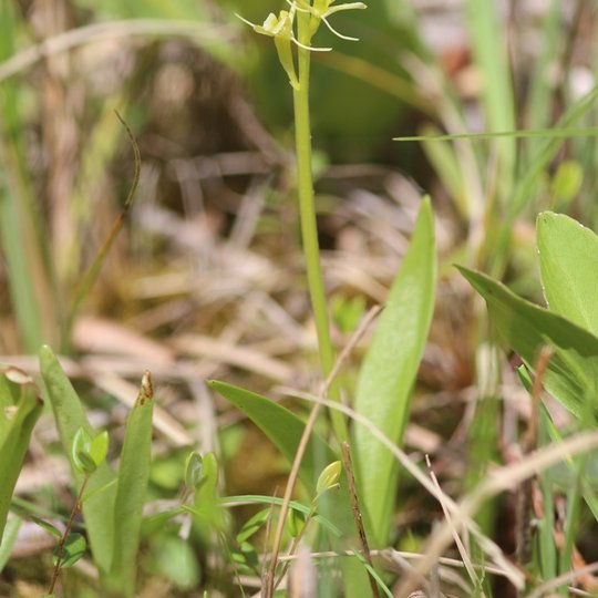 Iliustracija