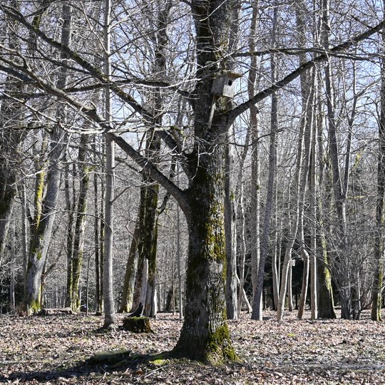 Iliustracija