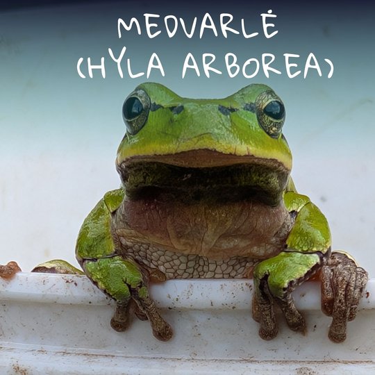Iliustracija