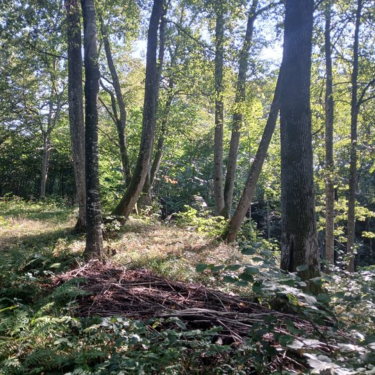 Iliustracija