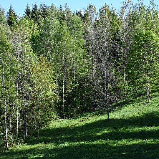 Iliustracija
