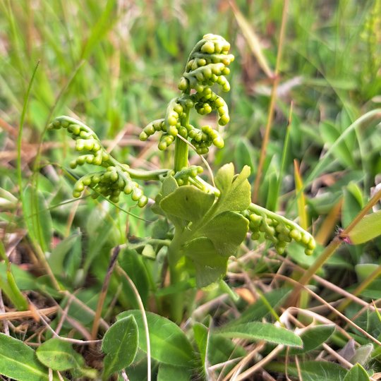 Iliustracija